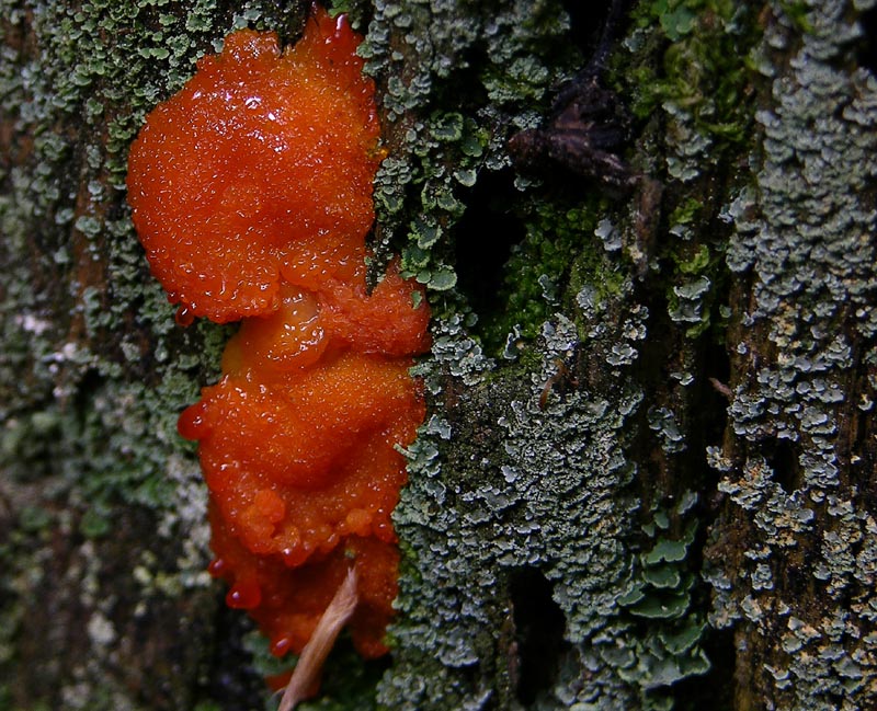 Ordine Liceales-Famiglia Tubiferaceae-Reticulariaceae